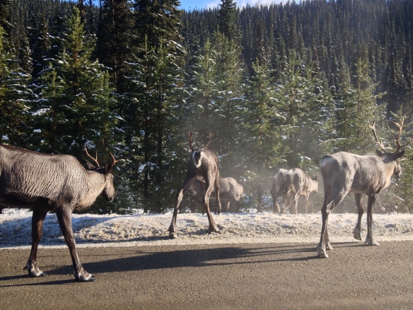 Steamy Mountain Caribou on the Barkerville Highway, November 2012