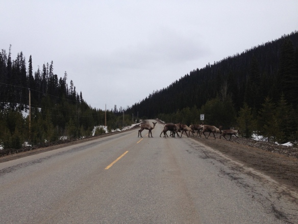 Eight cariboo near Stanley on the Barkerville Highway, April 2013